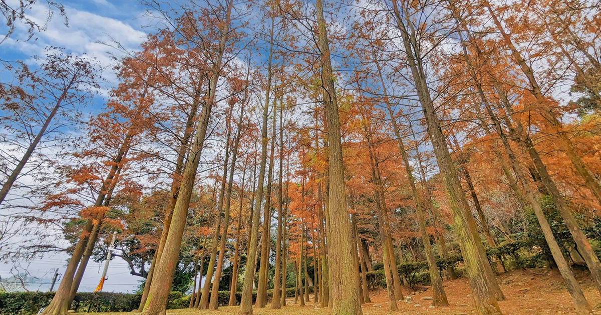 今日熱門文章：【台中景點】泰安如光山寺｜台版水杉林比美歐風落羽松，絕美杉林小境成婚紗取景秘境