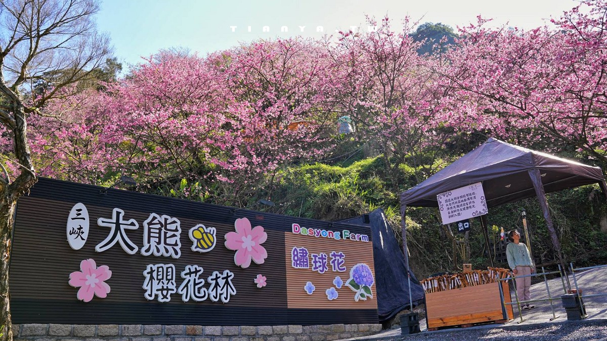 【三峽大熊櫻花林】超過4000株櫻花浪漫盛放，穿梭粉爆櫻花隧道，一秒抵達日本