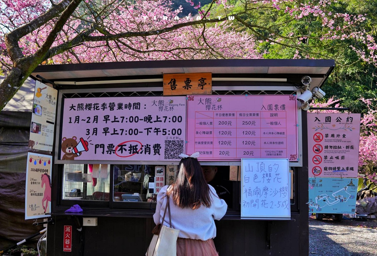 【三峽大熊櫻花林】超過4000株櫻花浪漫盛放，穿梭粉爆櫻花隧道，一秒抵達日本