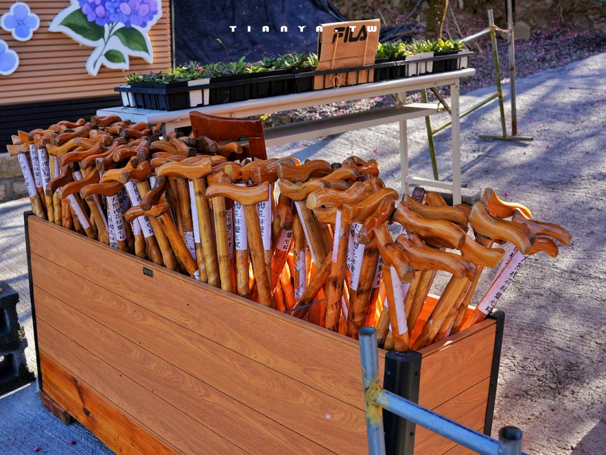 【三峽大熊櫻花林】超過4000株櫻花浪漫盛放，穿梭粉爆櫻花隧道，一秒抵達日本