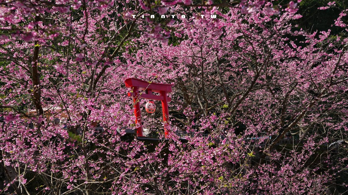 【三峽大熊櫻花林】超過4000株櫻花浪漫盛放，穿梭粉爆櫻花隧道，一秒抵達日本