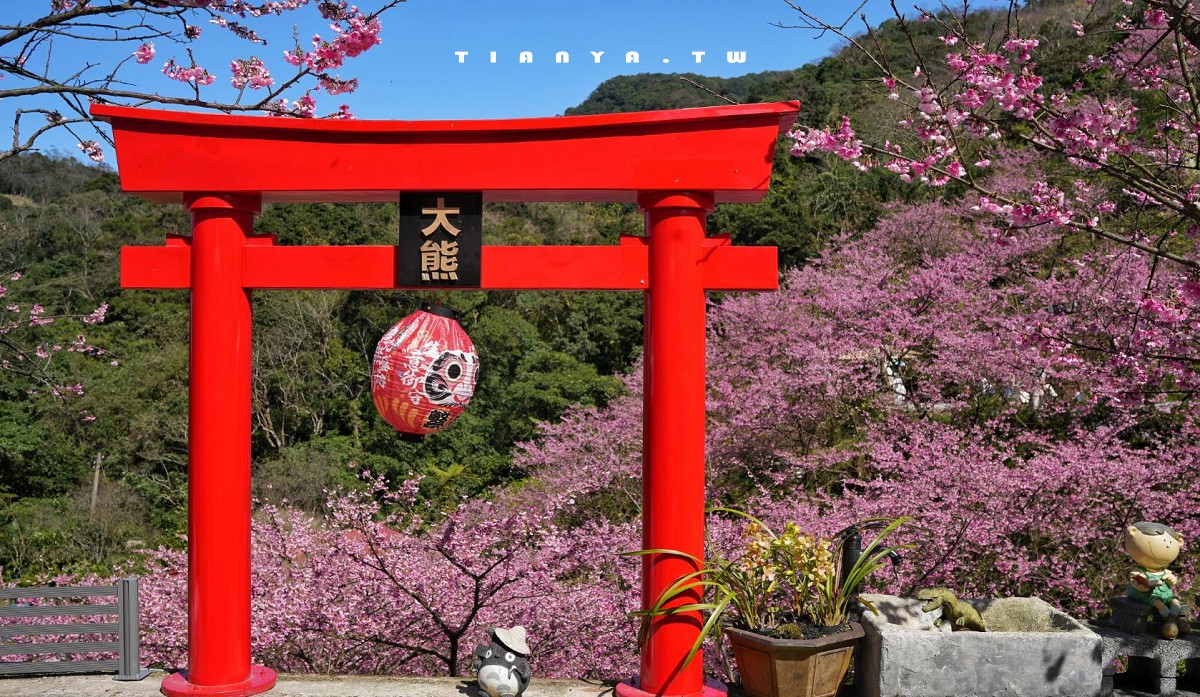 【三峽大熊櫻花林】超過4000株櫻花浪漫盛放，穿梭粉爆櫻花隧道，一秒抵達日本