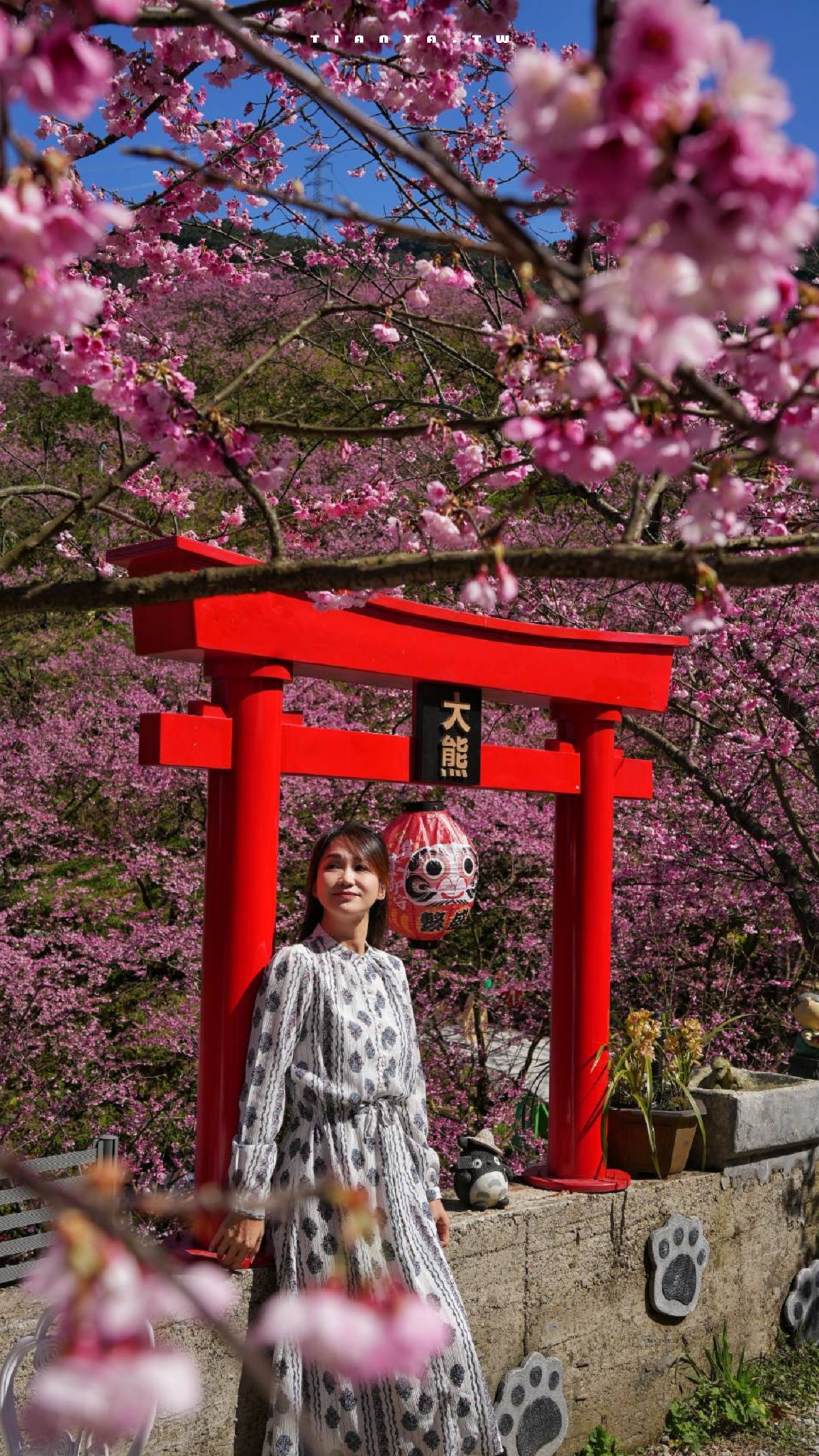 【三峽大熊櫻花林】超過4000株櫻花浪漫盛放，穿梭粉爆櫻花隧道，一秒抵達日本