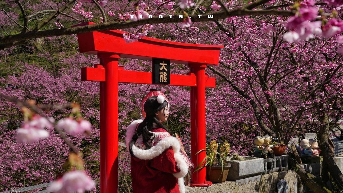 【三峽大熊櫻花林】超過4000株櫻花浪漫盛放，穿梭粉爆櫻花隧道，一秒抵達日本