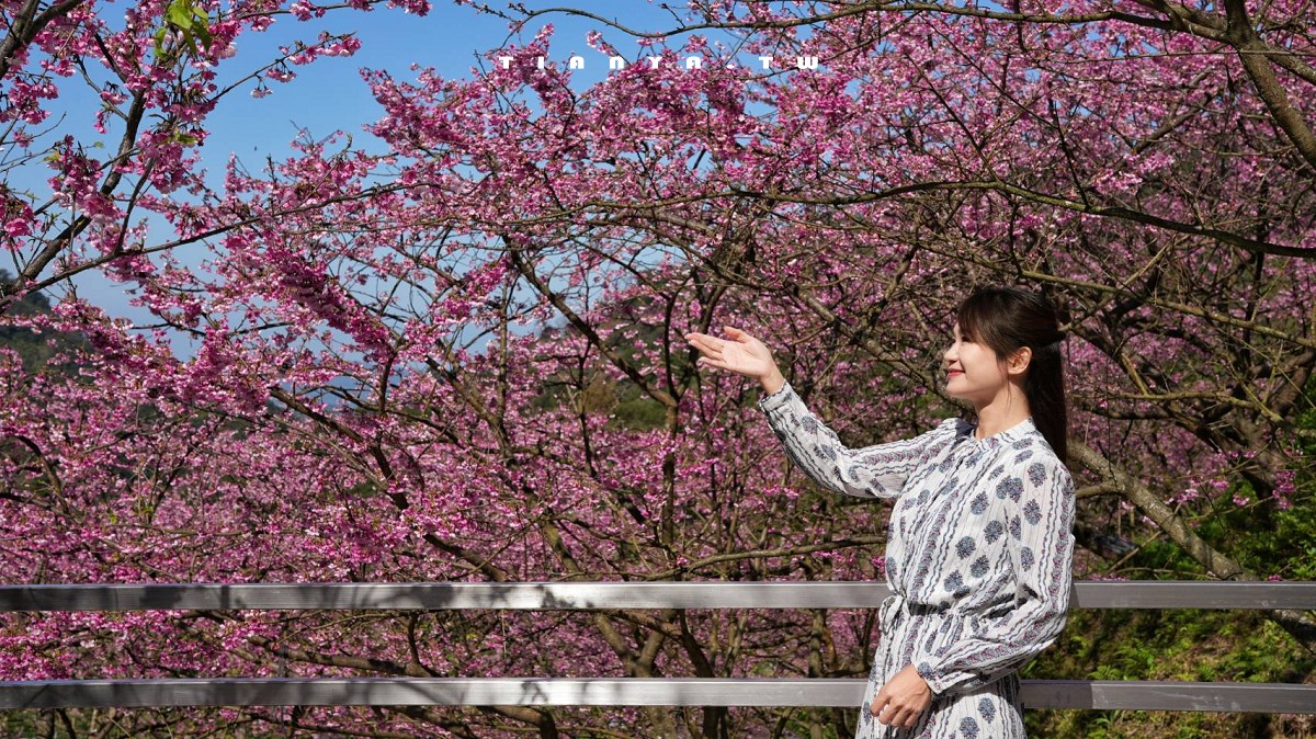 【三峽大熊櫻花林】超過4000株櫻花浪漫盛放，穿梭粉爆櫻花隧道，一秒抵達日本