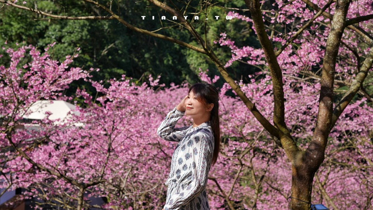 【三峽大熊櫻花林】超過4000株櫻花浪漫盛放，穿梭粉爆櫻花隧道，一秒抵達日本