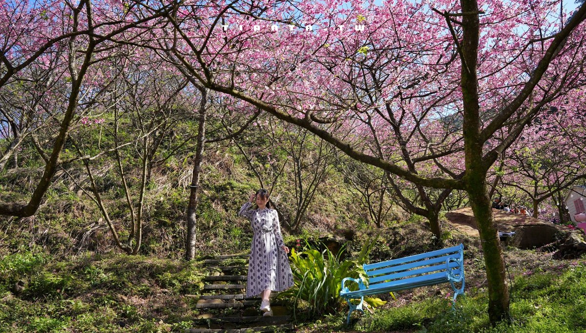 【三峽大熊櫻花林】超過4000株櫻花浪漫盛放，穿梭粉爆櫻花隧道，一秒抵達日本
