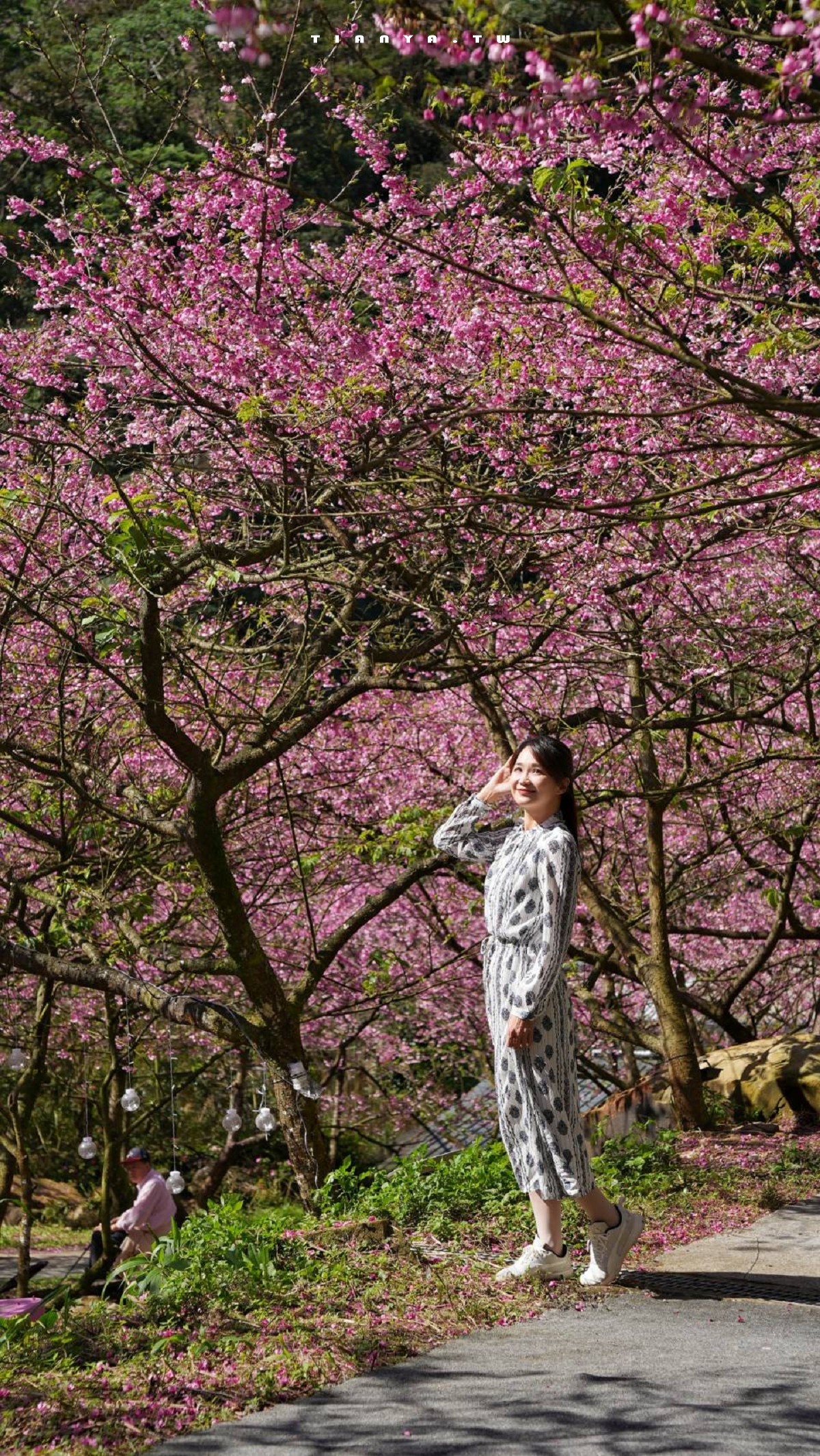 【三峽大熊櫻花林】超過4000株櫻花浪漫盛放，穿梭粉爆櫻花隧道，一秒抵達日本