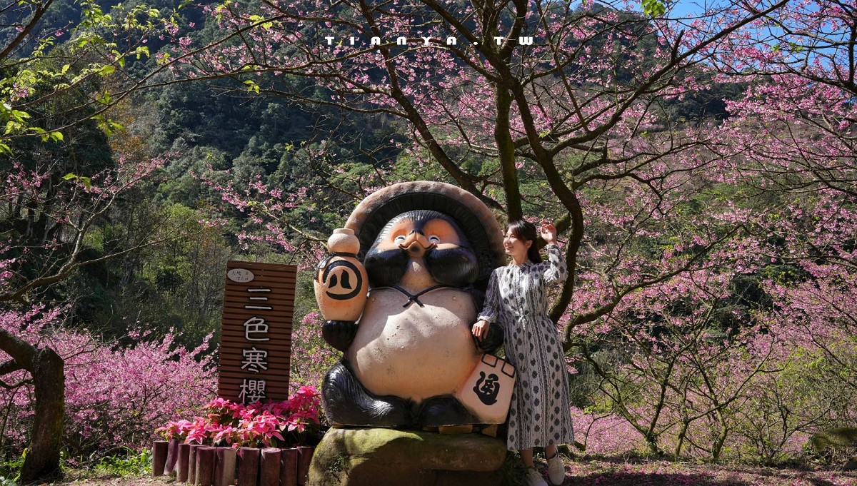 【三峽大熊櫻花林】超過4000株櫻花浪漫盛放，穿梭粉爆櫻花隧道，一秒抵達日本