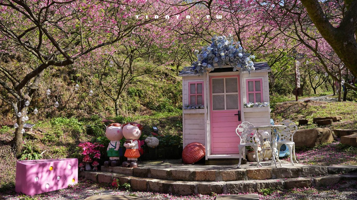 【三峽大熊櫻花林】超過4000株櫻花浪漫盛放，穿梭粉爆櫻花隧道，一秒抵達日本