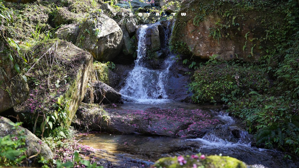 【三峽大熊櫻花林】超過4000株櫻花浪漫盛放，穿梭粉爆櫻花隧道，一秒抵達日本