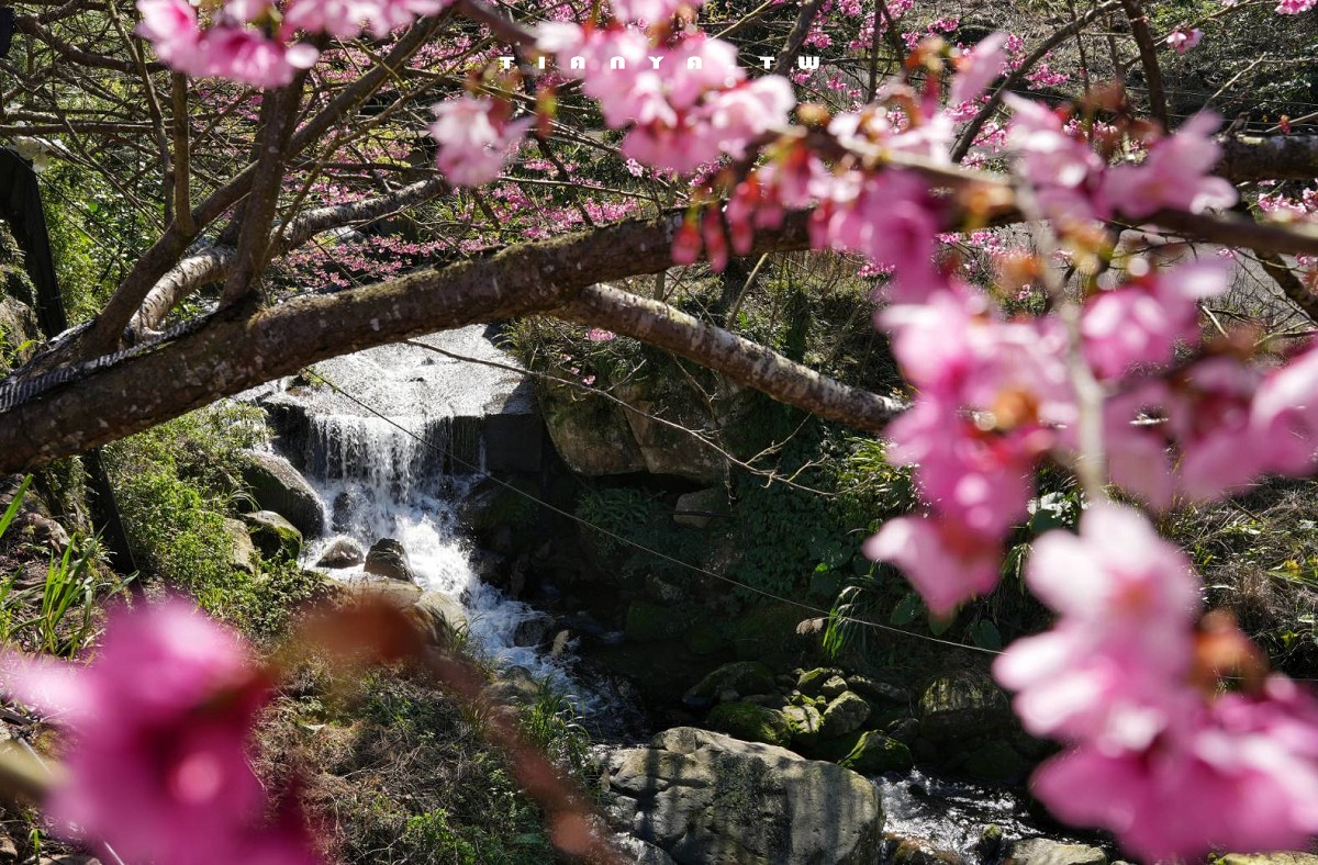 【三峽大熊櫻花林】超過4000株櫻花浪漫盛放，穿梭粉爆櫻花隧道，一秒抵達日本