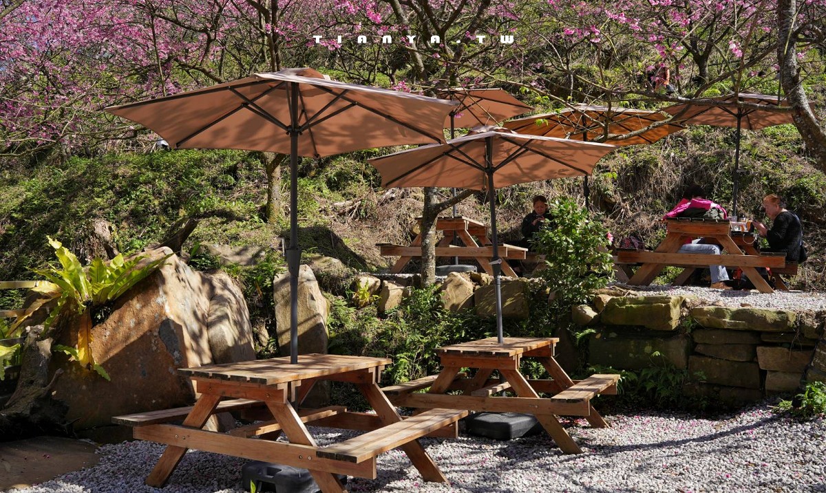 【三峽大熊櫻花林】超過4000株櫻花浪漫盛放，穿梭粉爆櫻花隧道，一秒抵達日本