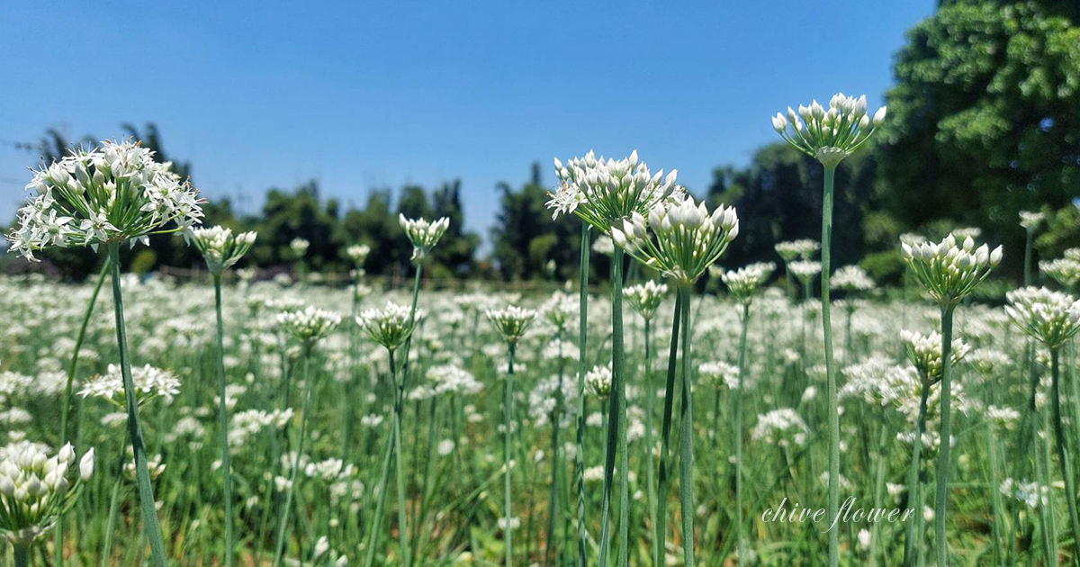 【桃園景點】2024大溪韭菜花節開跑！最浪漫的九月雪花海盛放，景點、交通、周邊吃喝玩樂全收錄 @下一站，天涯