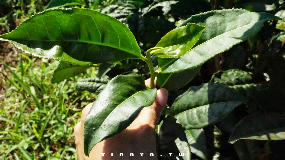 【新北名產】四季茶莊｜猶如普洱茶博物館的古厝茶行，在地經營30年，百年古樹普洱茶專賣店