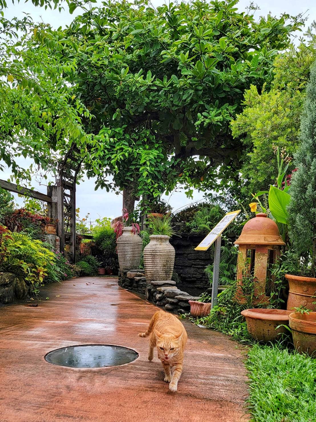 【彰化美食】綠海咖啡館｜田尾花園公路最高人氣的純白系希臘風花園餐廳，供應異國料理、下午茶和精品咖啡