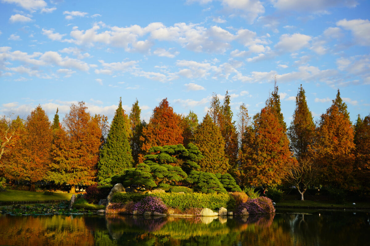 【景點懶人包】全台13處絕美水岸落羽松景點大集合，藍天白雲和黃紅錯落的繽紛落羽松倒映水中，像極了一幅畫