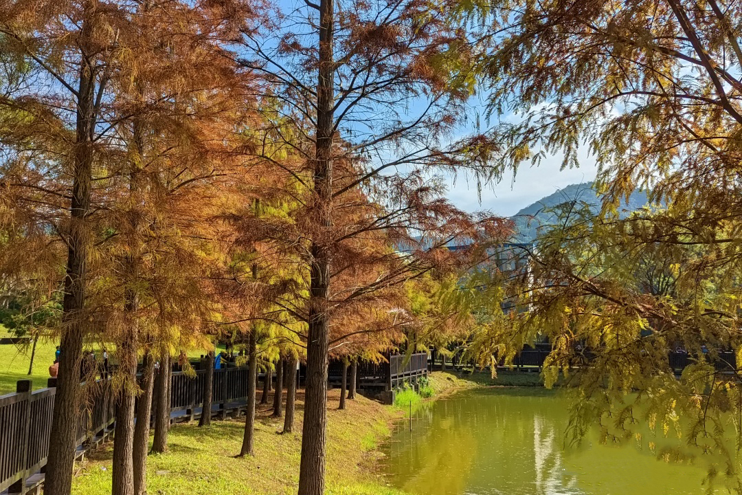 【景點懶人包】全台12處絕美水岸落羽松景點大集合，藍天白雲和黃紅錯落的繽紛落羽松倒映水中，像極了一幅畫