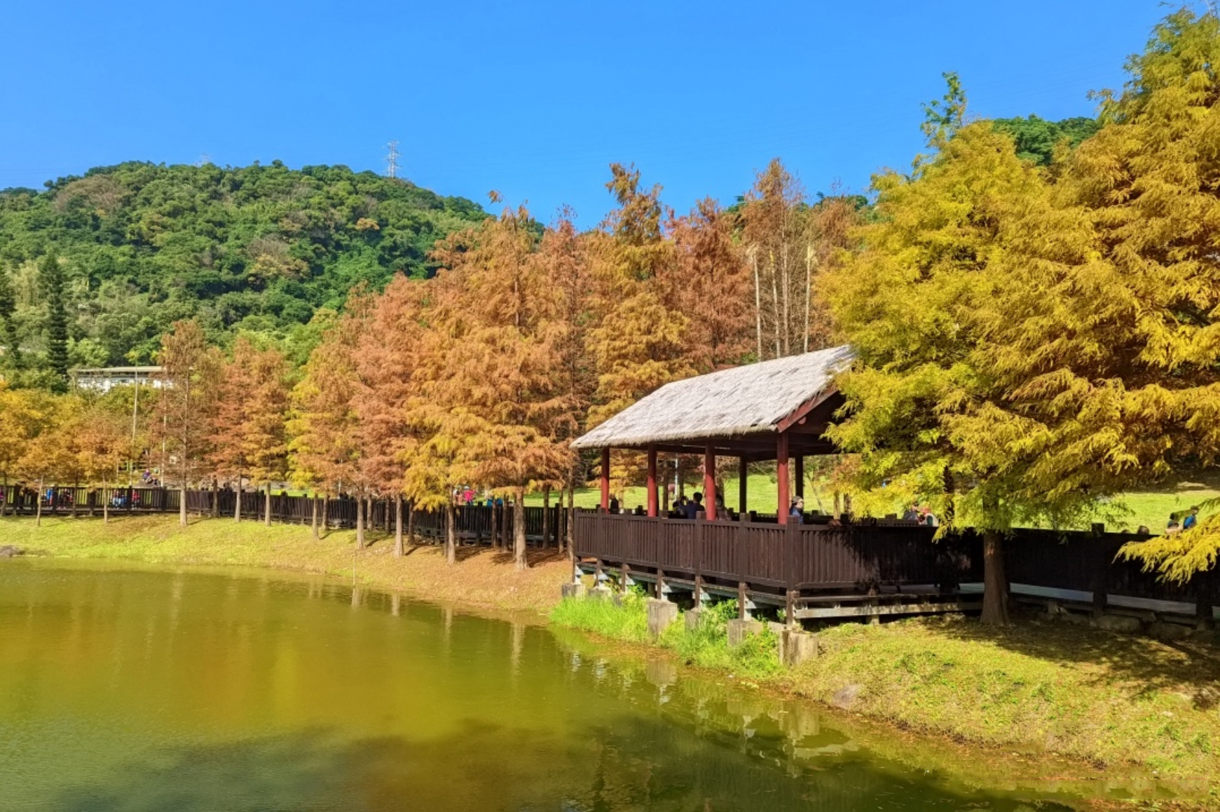 【景點懶人包】全台12處絕美水岸落羽松景點大集合，藍天白雲和黃紅錯落的繽紛落羽松倒映水中，像極了一幅畫
