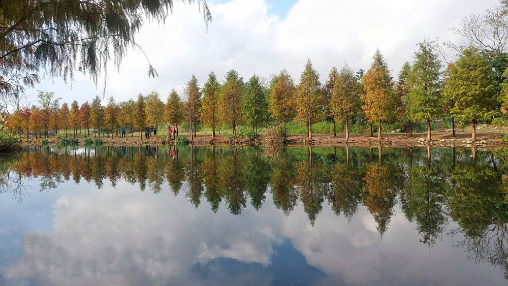 【景點懶人包】全台13處絕美水岸落羽松景點大集合，藍天白雲和黃紅錯落的繽紛落羽松倒映水中，像極了一幅畫