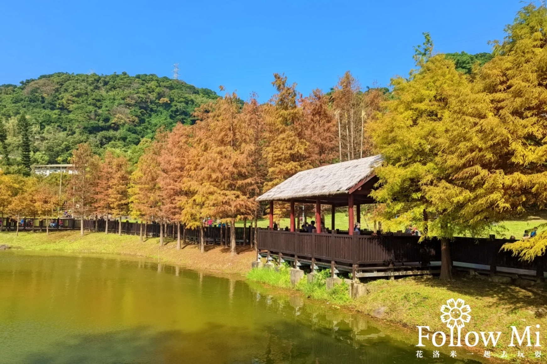 【景點懶人包】全台13處絕美水岸落羽松景點大集合，藍天白雲和黃紅錯落的繽紛落羽松倒映水中，像極了一幅畫