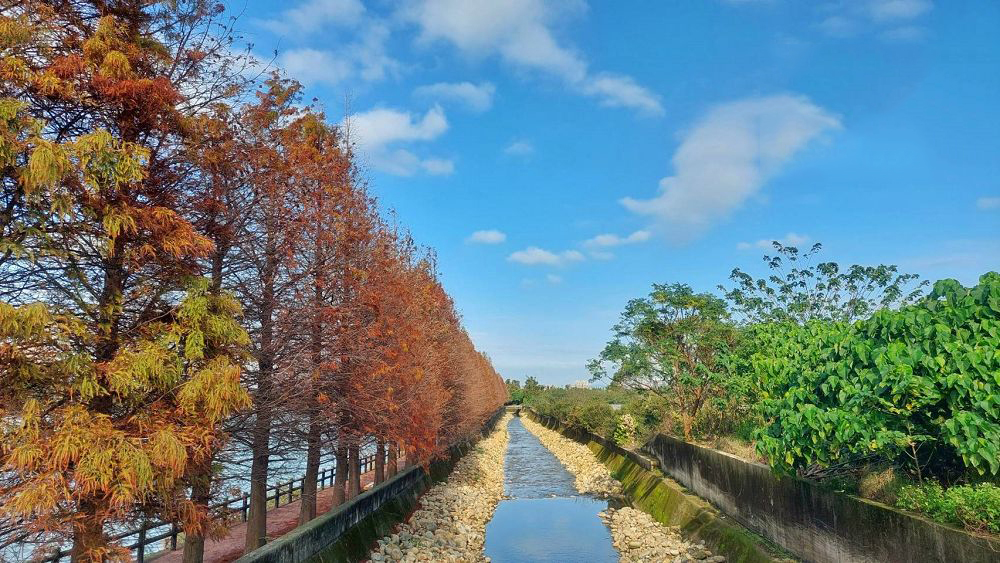 【景點懶人包】全台13處絕美水岸落羽松景點大集合，藍天白雲和黃紅錯落的繽紛落羽松倒映水中，像極了一幅畫