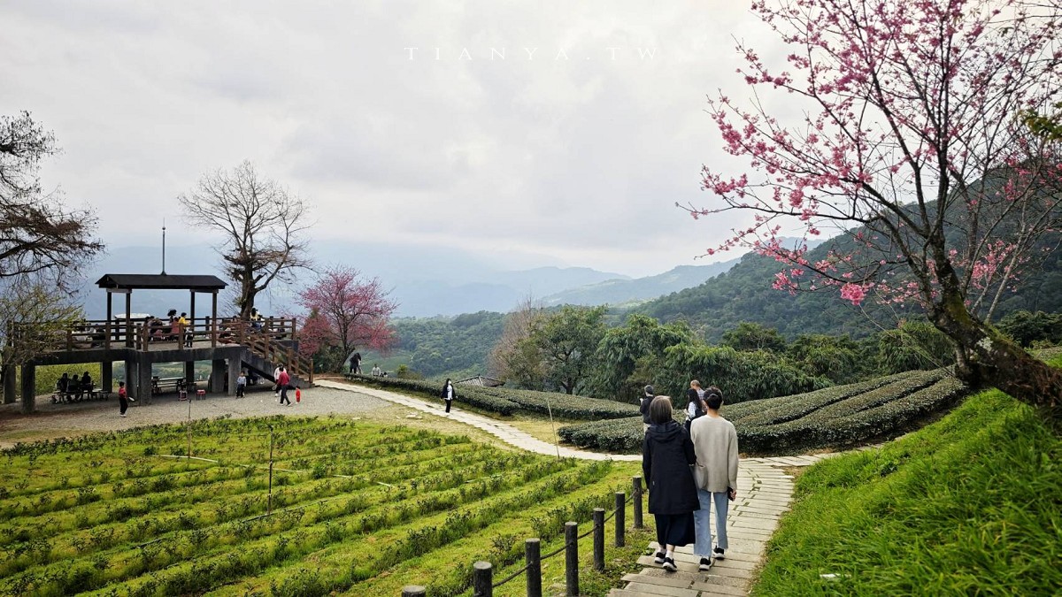 【玉蘭茶園】到山上茶園泡壺茶,居高臨下飽覽蘭陽風光的私房秘境 【玉蘭茶園】到山上茶園泡壺茶,居高臨下飽覽蘭陽風光的私房秘境