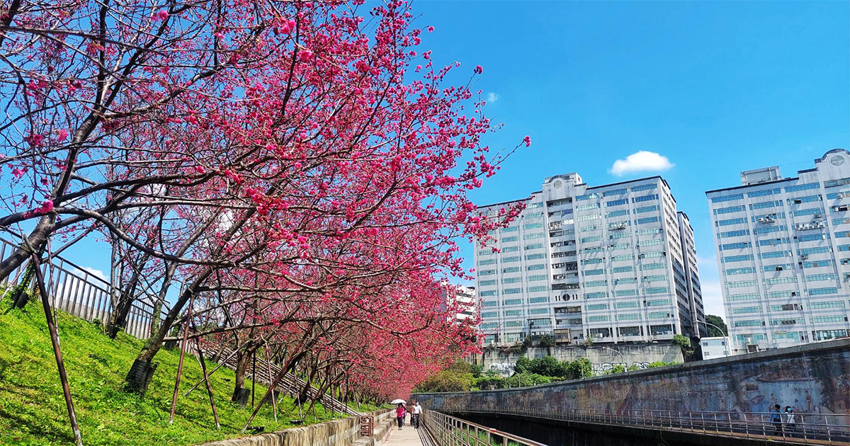 今日熱門文章：【台北景點】樂活公園｜每年1-4月最夯的溪畔櫻花步道，搭捷運賞花順遊內溝溪生態步道