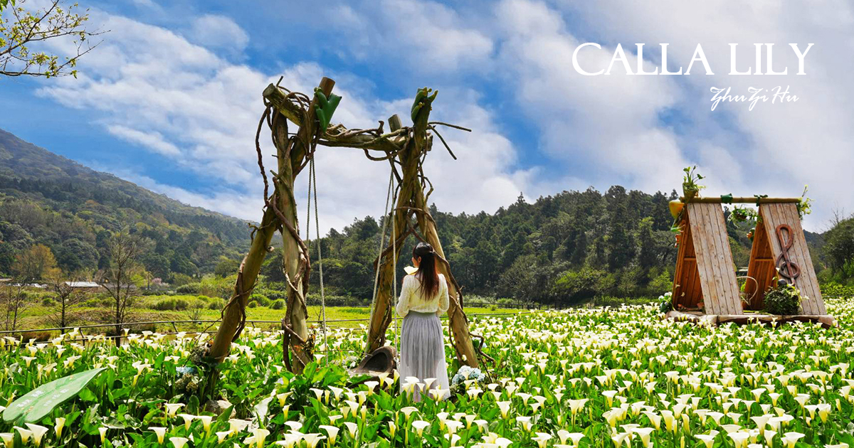【名陽匍休閒農莊】竹子湖最美海芋園，仙氣爆棚的森林小屋和鞦韆隨手拍就是唯美風明信片，門票可換海芋花束 @下一站，天涯