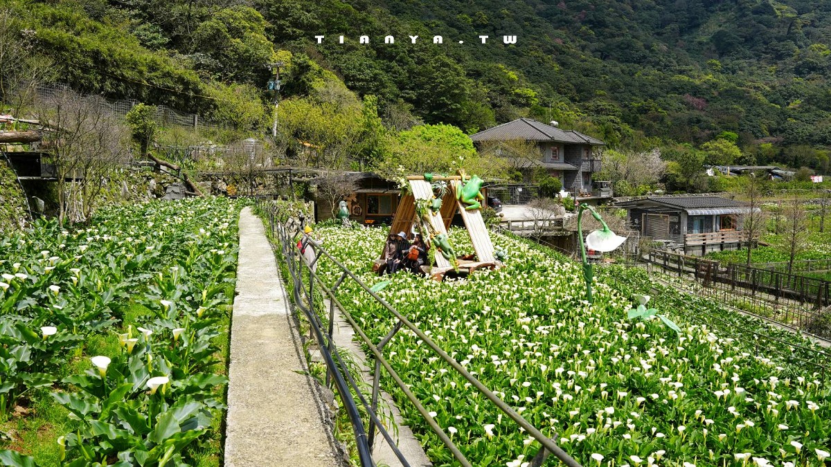 【名陽匍休閒農莊】竹子湖最美海芋園,仙氣爆棚的森林小屋和鞦韆隨手拍就是唯美風明信片,門票可換海芋花束 【名陽匍休閒農莊】竹子湖最美海芋園,仙氣爆棚的森林小屋和鞦韆隨手拍就是唯美風明信片,門票可換海芋花束