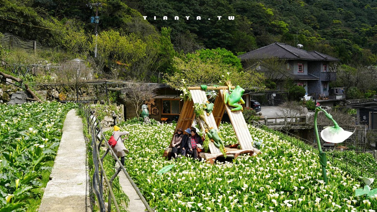 【名陽匍休閒農莊】竹子湖最美海芋園,仙氣爆棚的森林小屋和鞦韆隨手拍就是唯美風明信片,門票可換海芋花束 【名陽匍休閒農莊】竹子湖最美海芋園,仙氣爆棚的森林小屋和鞦韆隨手拍就是唯美風明信片,門票可換海芋花束