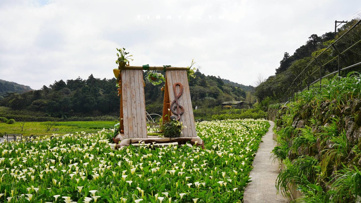 【名陽匍休閒農莊】竹子湖最美海芋園,仙氣爆棚的森林小屋和鞦韆隨手拍就是唯美風明信片,門票可換海芋花束 【名陽匍休閒農莊】竹子湖最美海芋園,仙氣爆棚的森林小屋和鞦韆隨手拍就是唯美風明信片,門票可換海芋花束