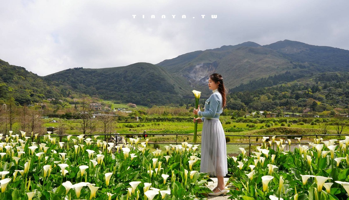 【名陽匍休閒農莊】竹子湖最美海芋園,仙氣爆棚的森林小屋和鞦韆隨手拍就是唯美風明信片,門票可換海芋花束 【名陽匍休閒農莊】竹子湖最美海芋園,仙氣爆棚的森林小屋和鞦韆隨手拍就是唯美風明信片,門票可換海芋花束