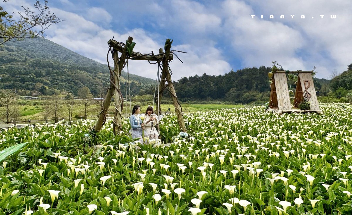 【名陽匍休閒農莊】竹子湖最美海芋園，仙氣爆棚的森林小屋和鞦韆隨手拍就是唯美風明信片，門票可換海芋花束