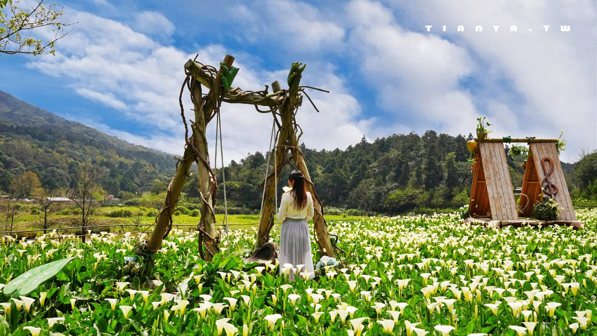 【名陽匍休閒農莊】竹子湖最美海芋園,仙氣爆棚的森林小屋和鞦韆隨手拍就是唯美風明信片,門票可換海芋花束 【名陽匍休閒農莊】竹子湖最美海芋園,仙氣爆棚的森林小屋和鞦韆隨手拍就是唯美風明信片,門票可換海芋花束