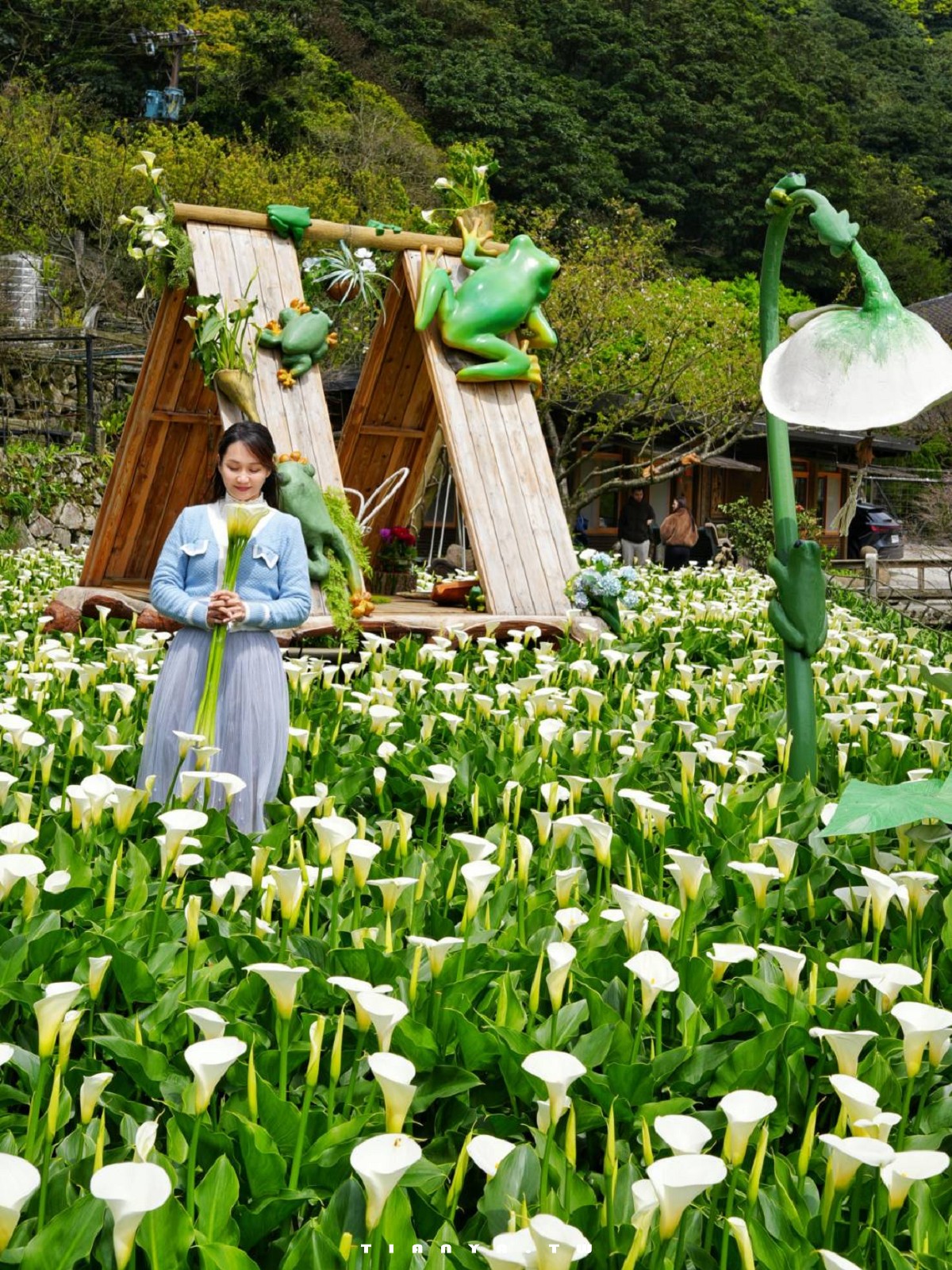 【名陽匍休閒農莊】竹子湖最美海芋園，仙氣爆棚的森林小屋和鞦韆隨手拍就是唯美風明信片，門票可換海芋花束