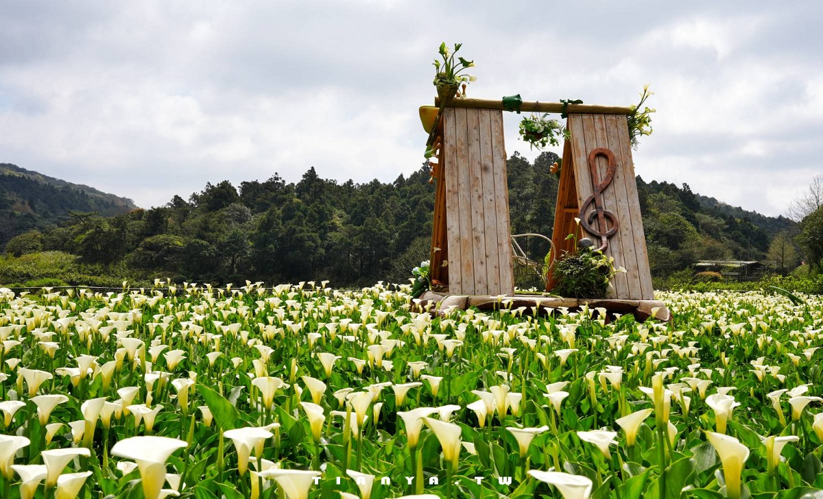 【名陽匍休閒農莊】竹子湖最美海芋園,仙氣爆棚的森林小屋和鞦韆隨手拍就是唯美風明信片,門票可換海芋花束 【名陽匍休閒農莊】竹子湖最美海芋園,仙氣爆棚的森林小屋和鞦韆隨手拍就是唯美風明信片,門票可換海芋花束