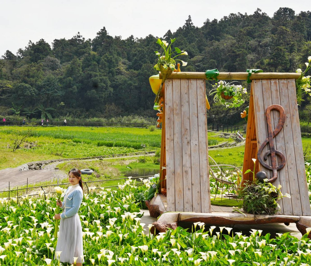 【名陽匍休閒農莊】竹子湖最美海芋園,仙氣爆棚的森林小屋和鞦韆隨手拍就是唯美風明信片,門票可換海芋花束 【名陽匍休閒農莊】竹子湖最美海芋園,仙氣爆棚的森林小屋和鞦韆隨手拍就是唯美風明信片,門票可換海芋花束