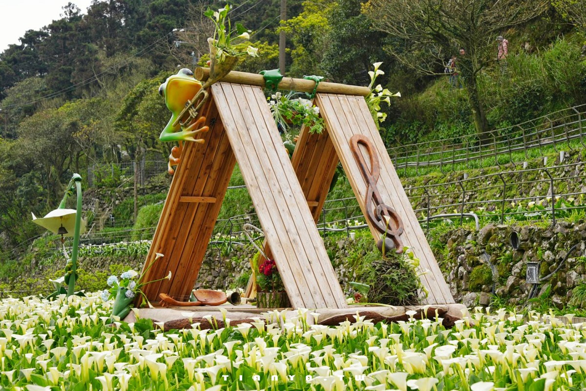 【名陽匍休閒農莊】竹子湖最美海芋園，仙氣爆棚的森林小屋和鞦韆隨手拍就是唯美風明信片，門票可換海芋花束