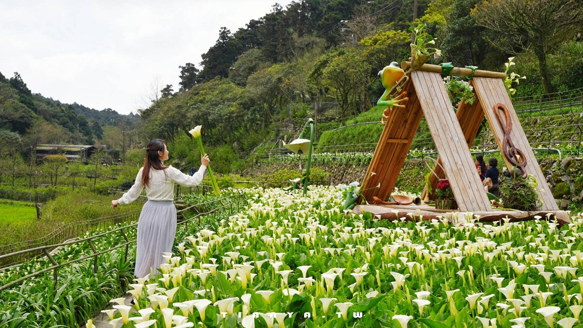 【名陽匍休閒農莊】竹子湖最美海芋園,仙氣爆棚的森林小屋和鞦韆隨手拍就是唯美風明信片,門票可換海芋花束 【名陽匍休閒農莊】竹子湖最美海芋園,仙氣爆棚的森林小屋和鞦韆隨手拍就是唯美風明信片,門票可換海芋花束