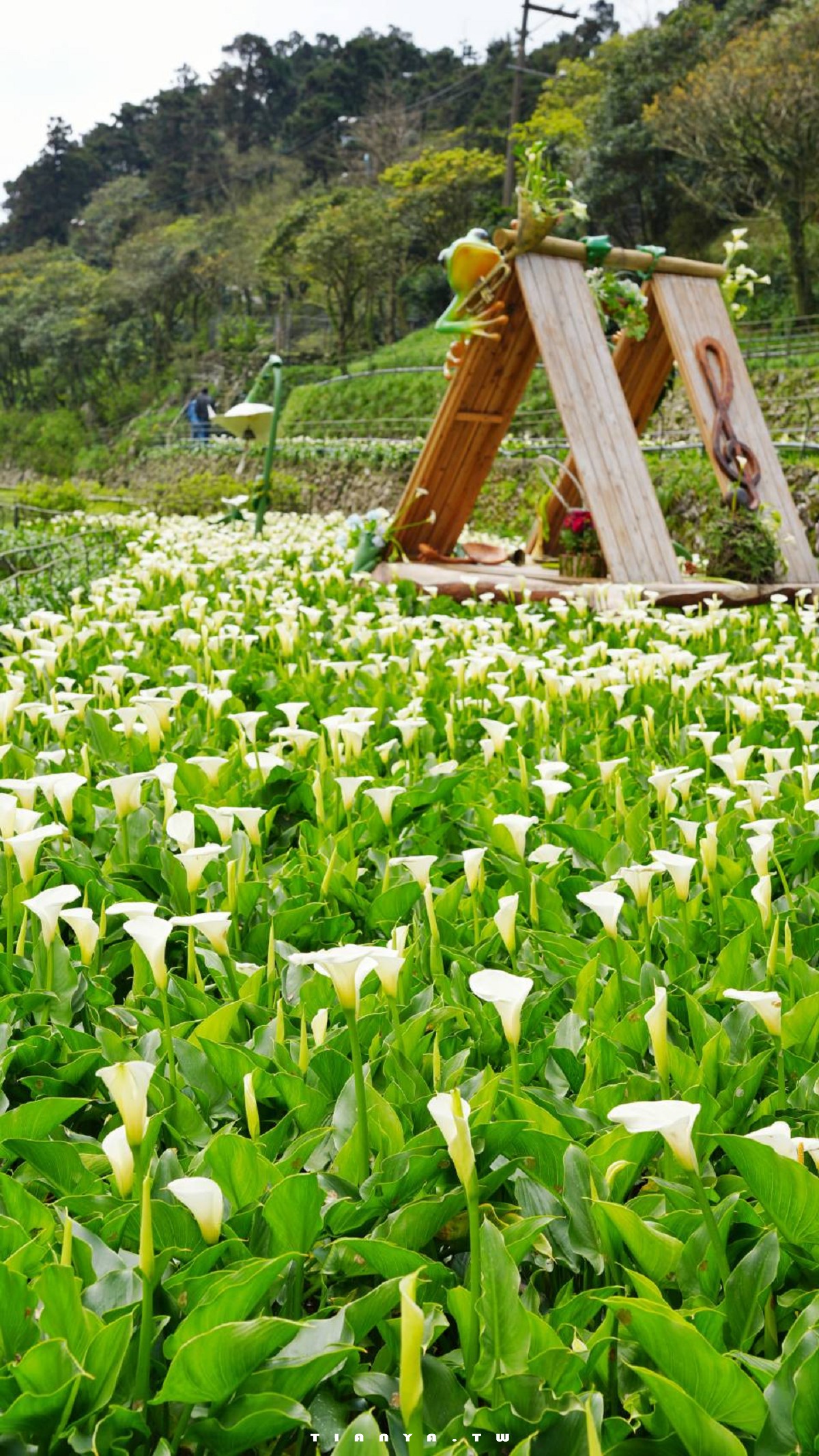 【名陽匍休閒農莊】竹子湖最美海芋園，仙氣爆棚的森林小屋和鞦韆隨手拍就是唯美風明信片，門票可換海芋花束
