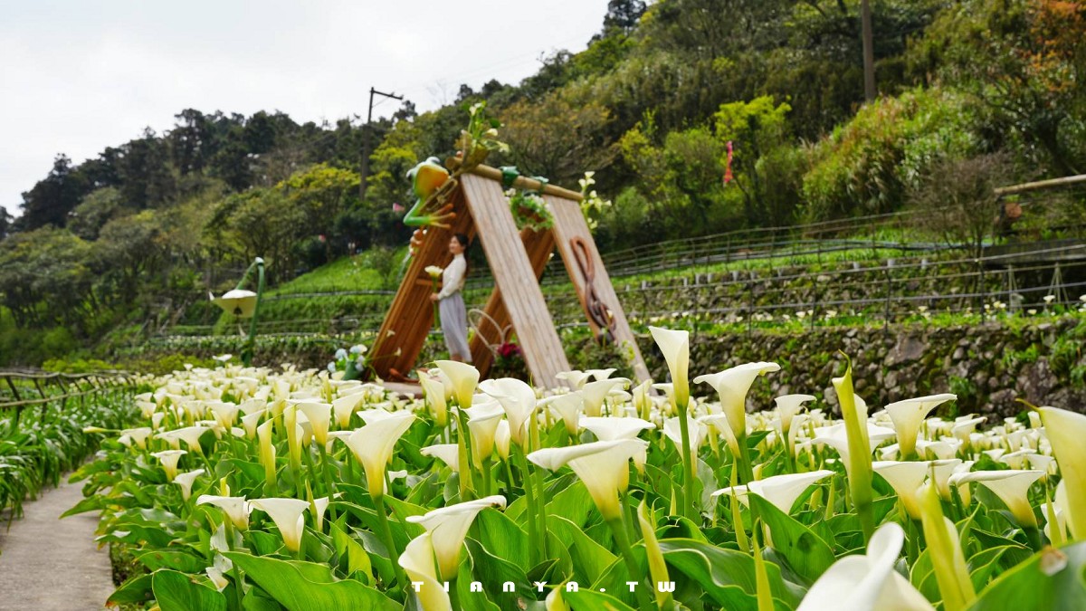 【名陽匍休閒農莊】竹子湖最美海芋園,仙氣爆棚的森林小屋和鞦韆隨手拍就是唯美風明信片,門票可換海芋花束 【名陽匍休閒農莊】竹子湖最美海芋園,仙氣爆棚的森林小屋和鞦韆隨手拍就是唯美風明信片,門票可換海芋花束