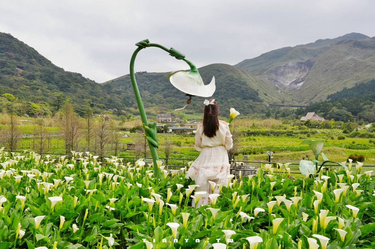 【名陽匍休閒農莊】竹子湖最美海芋園,仙氣爆棚的森林小屋和鞦韆隨手拍就是唯美風明信片,門票可換海芋花束 【名陽匍休閒農莊】竹子湖最美海芋園,仙氣爆棚的森林小屋和鞦韆隨手拍就是唯美風明信片,門票可換海芋花束
