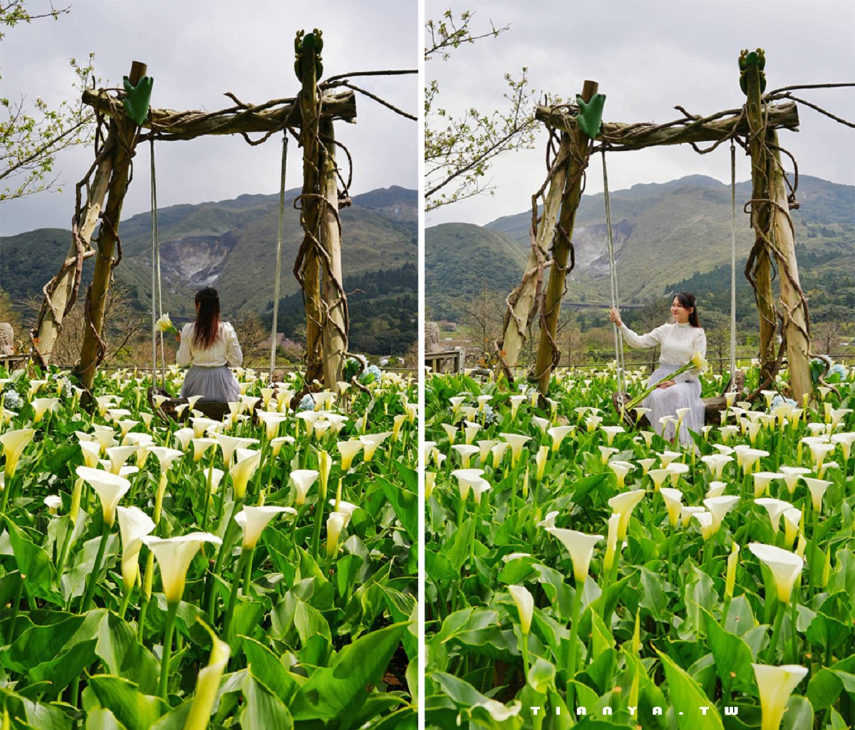 【名陽匍休閒農莊】竹子湖最美海芋園，仙氣爆棚的森林小屋和鞦韆隨手拍就是唯美風明信片，門票可換海芋花束