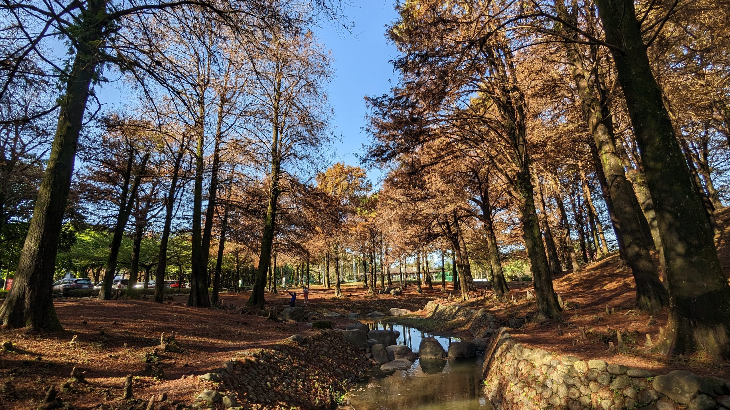 全台18處無料落羽松大集合，免門票暢遊異國風情美麗仙境