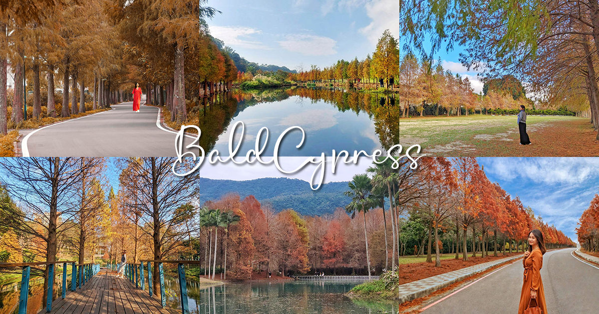 今日熱門文章：全台18處無料落羽松大集合，免門票暢遊異國風情美麗仙境