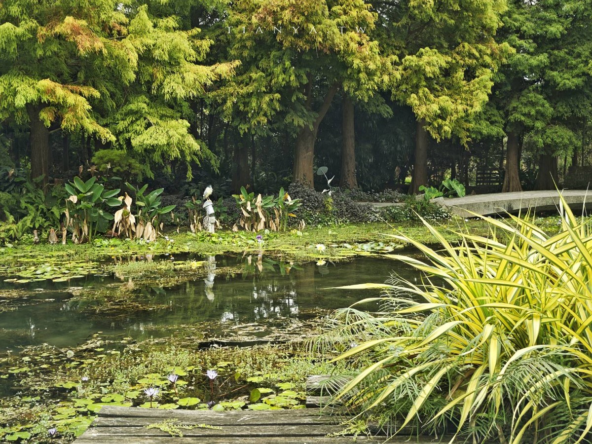 【菁芳園】隱身小巷裡的落羽松景觀餐廳，在溫室玻璃屋享用美味的手做健康料理