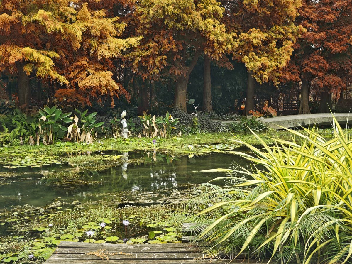 中部8大必訪落羽松景點特蒐！盤點苗栗、台中、彰化、南投、雲林絕美IG打卡熱點