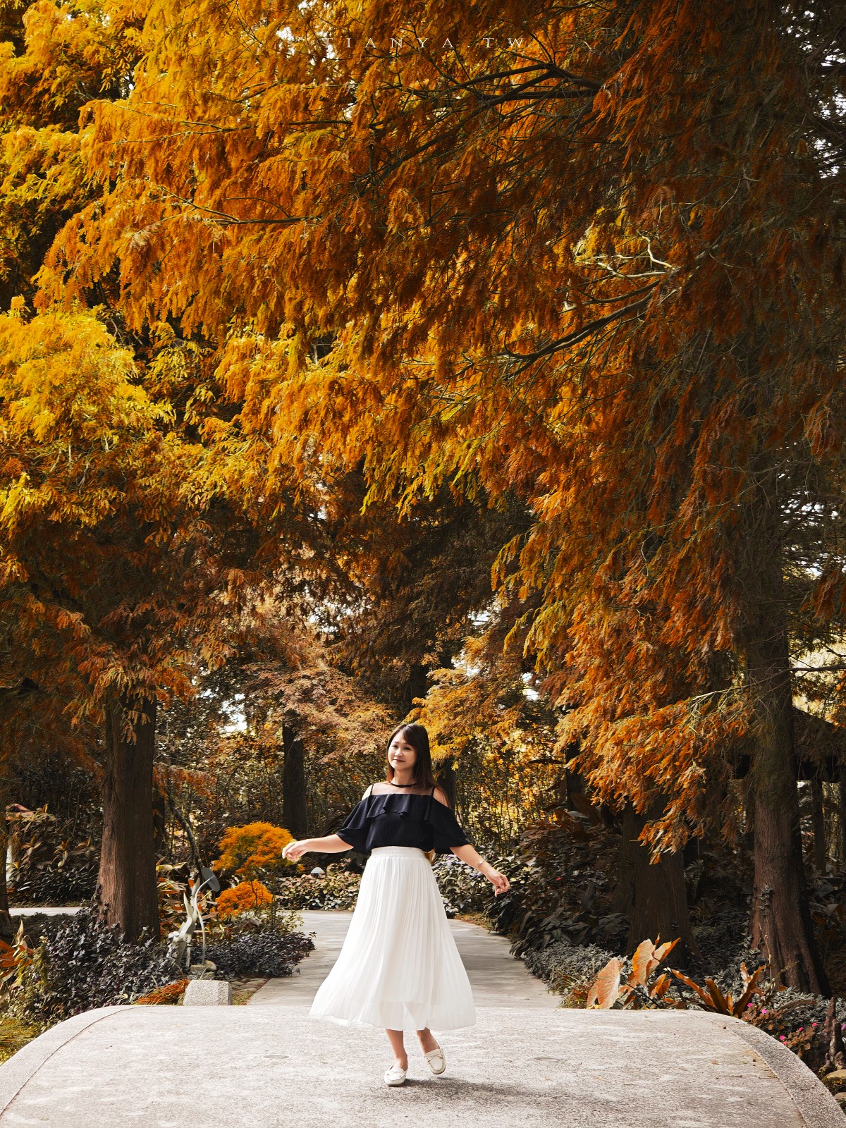 中部8大必訪落羽松景點特蒐！盤點苗栗、台中、彰化、南投、雲林絕美IG打卡熱點