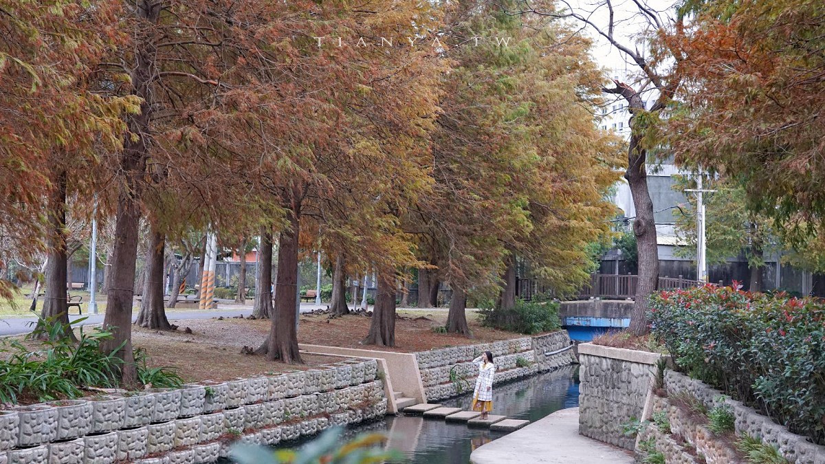 全台18處無料落羽松大集合，免門票暢遊異國風情美麗仙境